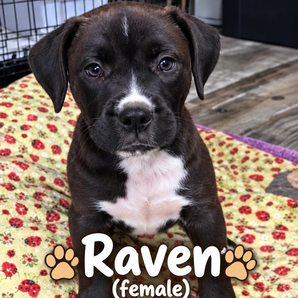 RAVEN - ARRIVING IN MAINE OCTOBER 24th, Adoptable, Puppy Female Mixed Breed.
