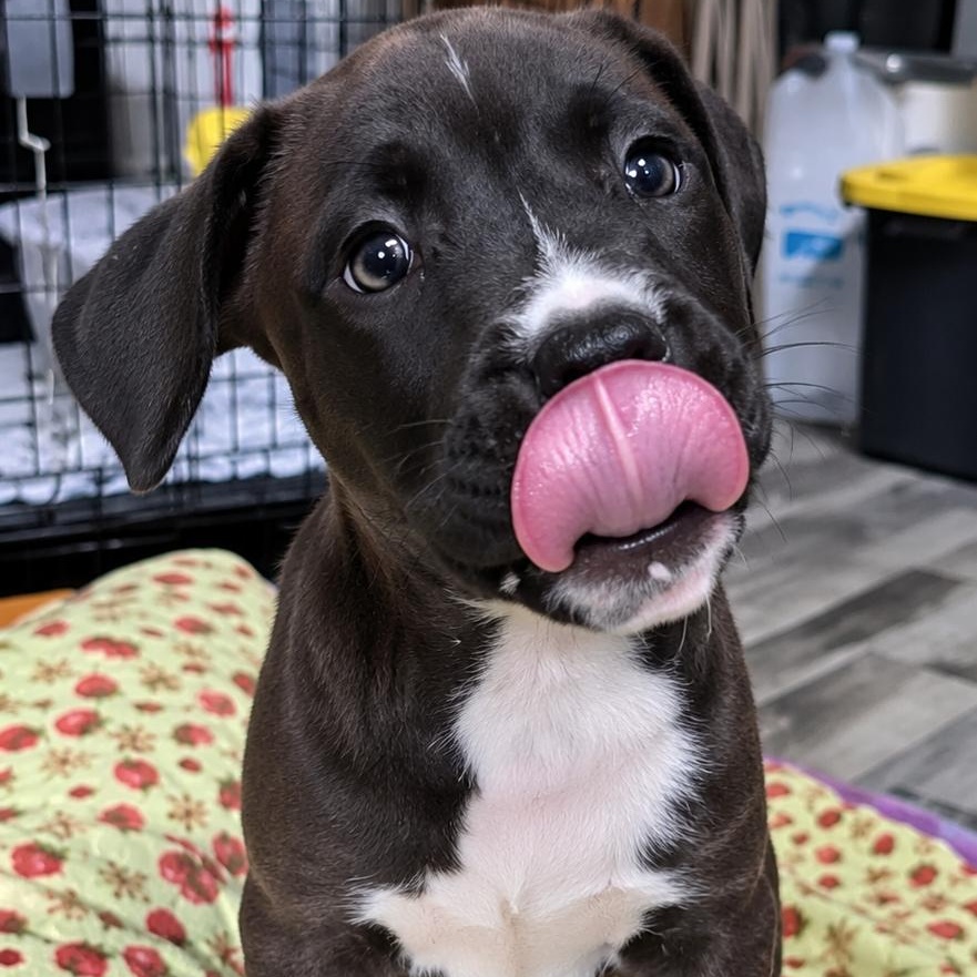Enlarge RAVEN - ARRIVING IN MAINE OCTOBER 24th, a Adoptable Mixed Breed in Berwick, ME image 2/3