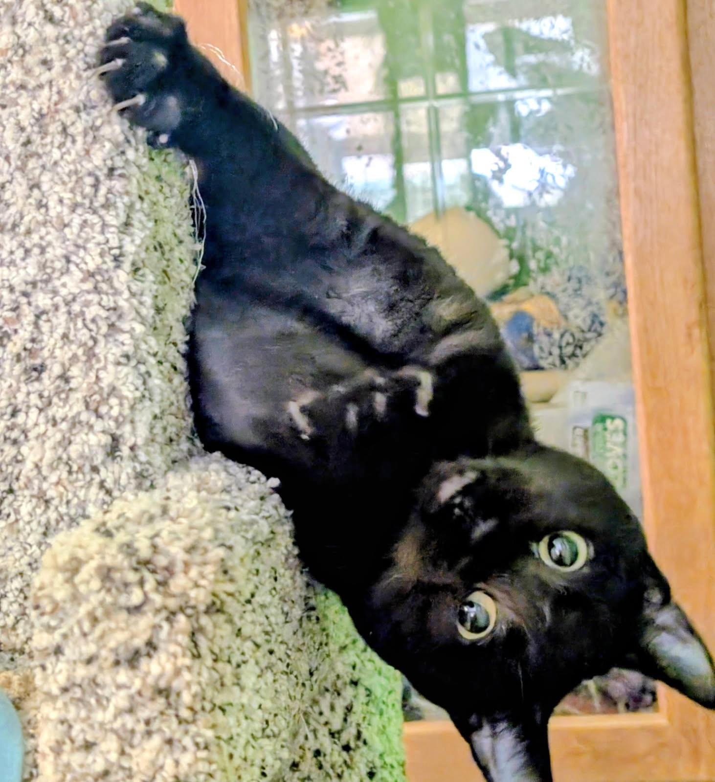 Suki Lots of Fun, ADOPTABLE, Young Female Domestic Short Hair.
