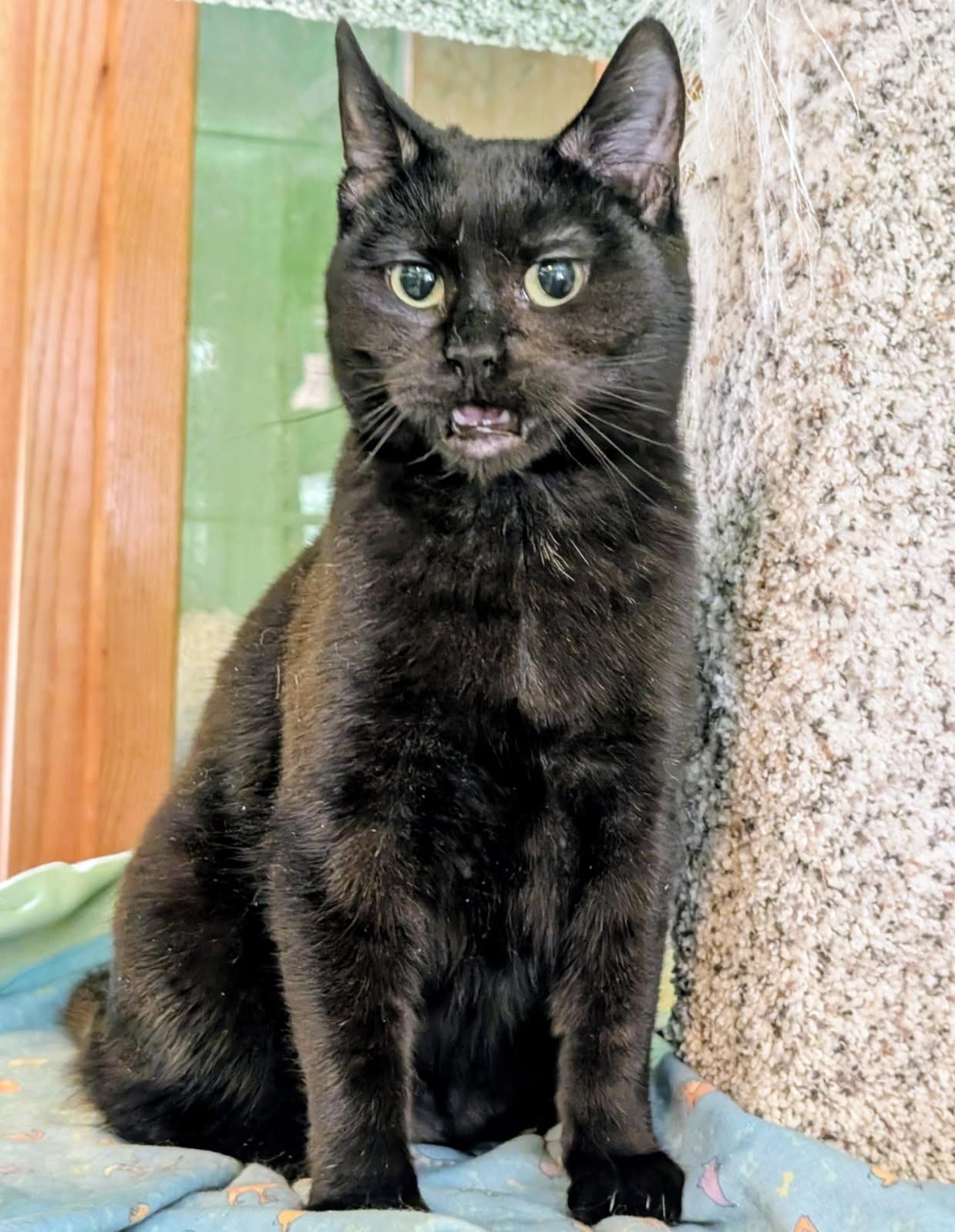 Suki Lots of Fun, a ADOPTABLE Domestic Short Hair in Newport, WA image 5/6