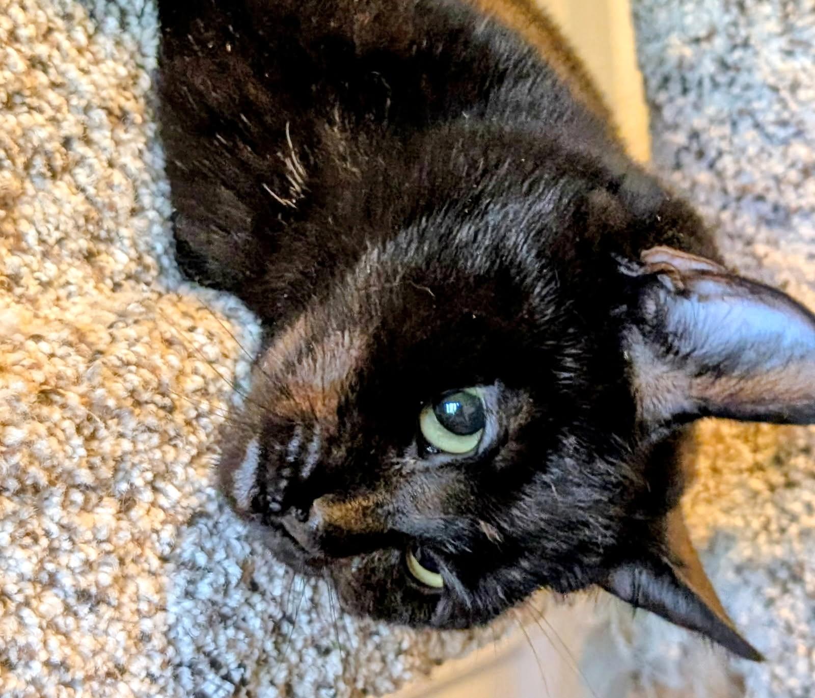 Suki Lots of Fun, a ADOPTABLE Domestic Short Hair in Newport, WA image 3/6