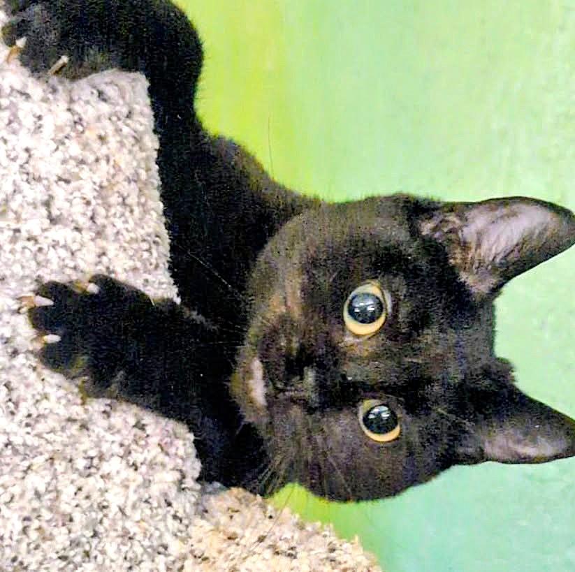 Suki Lots of Fun, a ADOPTABLE Domestic Short Hair in Newport, WA image 4/6