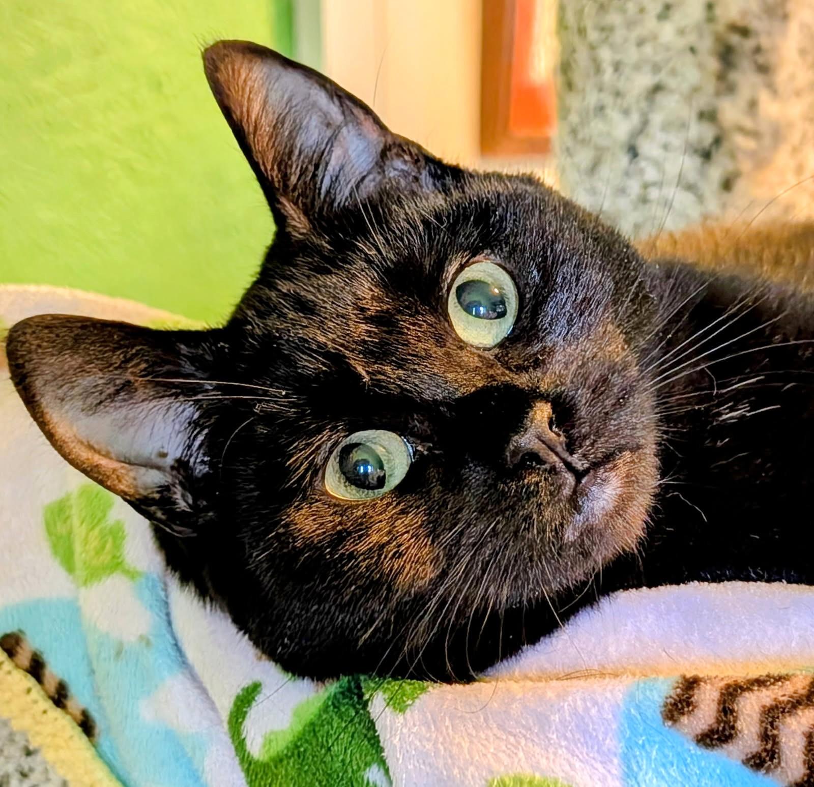 Suki Lots of Fun, a ADOPTABLE Domestic Short Hair in Newport, WA image 2/6