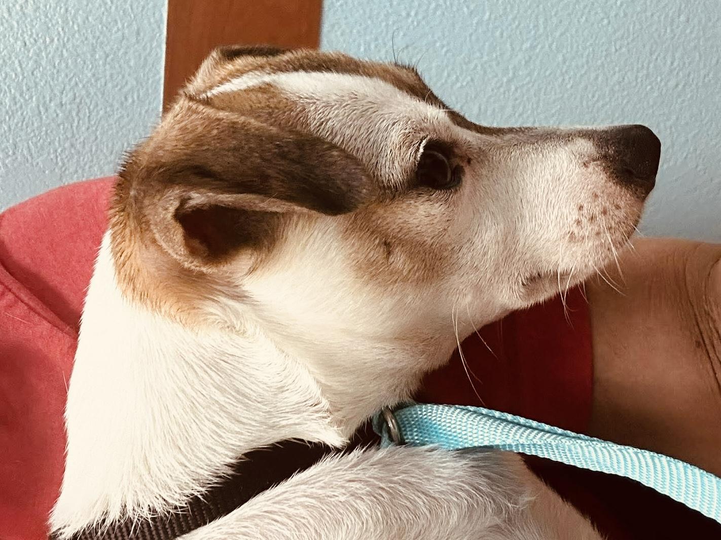 Remi, a ADOPTABLE mixed breed in Boston, MA image 5/5
