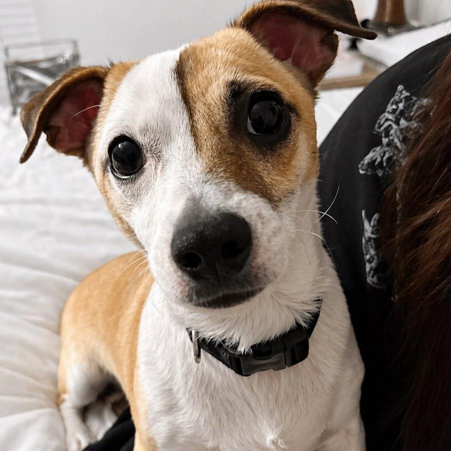 Enlarge Remi, a ADOPTABLE Chihuahua in Boston, MA image 2/6
