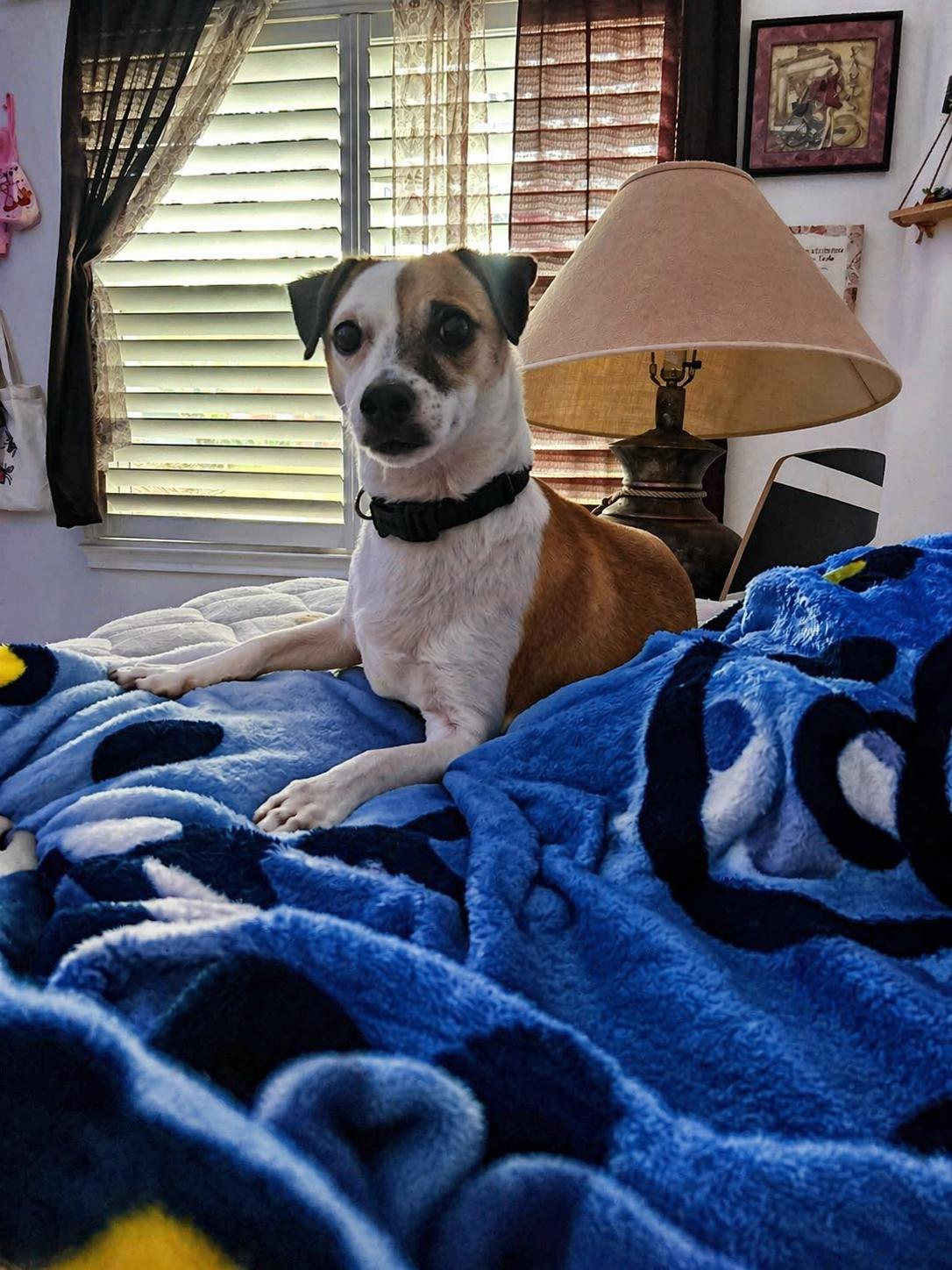 Enlarge Remi, a ADOPTABLE Chihuahua in Boston, MA image 4/6
