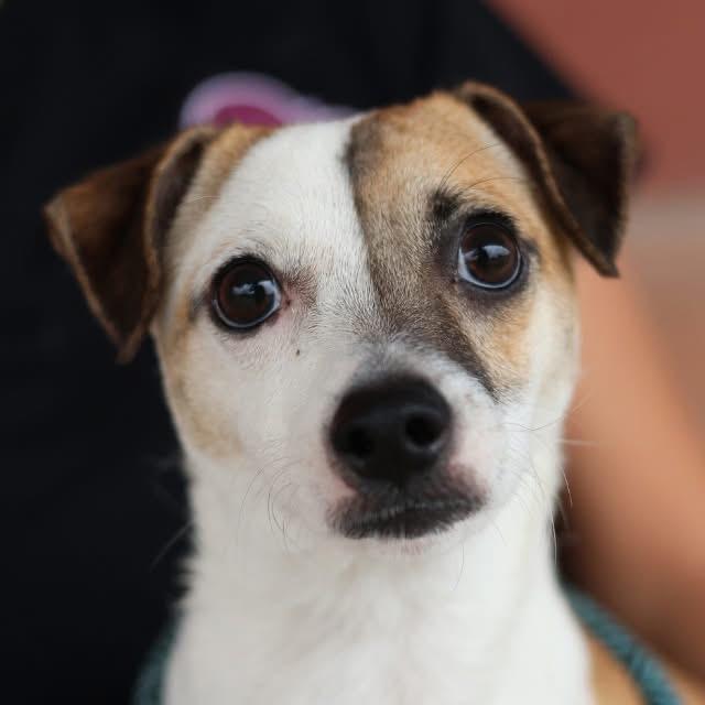 Remi, ADOPTABLE, Young Male Chihuahua.