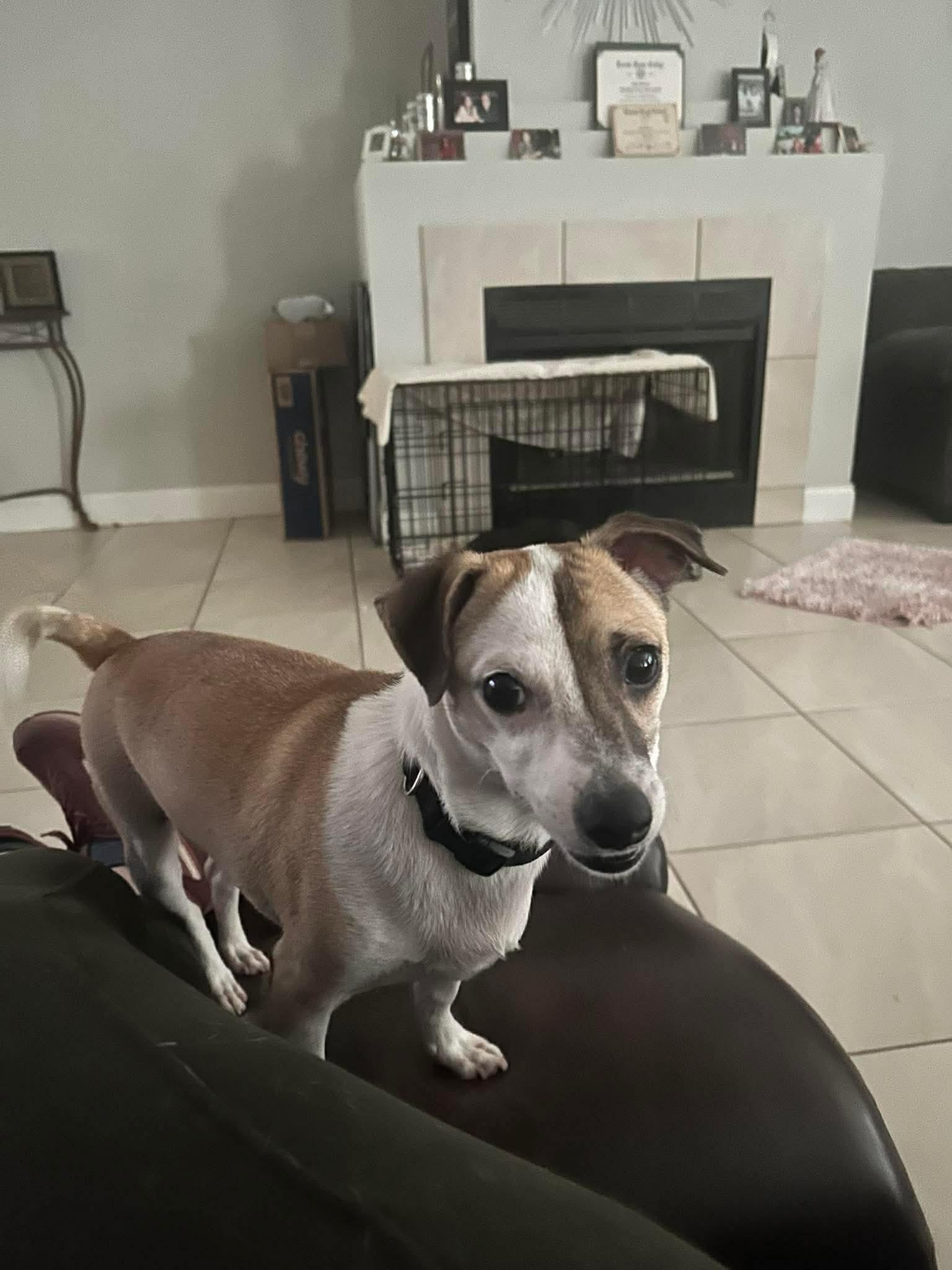 Enlarge Remi, a ADOPTABLE Chihuahua in Boston, MA image 5/6