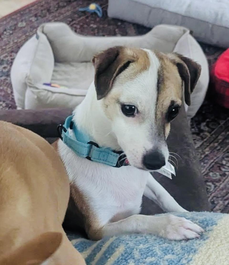Remi, ADOPTABLE, Young Male Chihuahua & Jack Russell Terrier.
