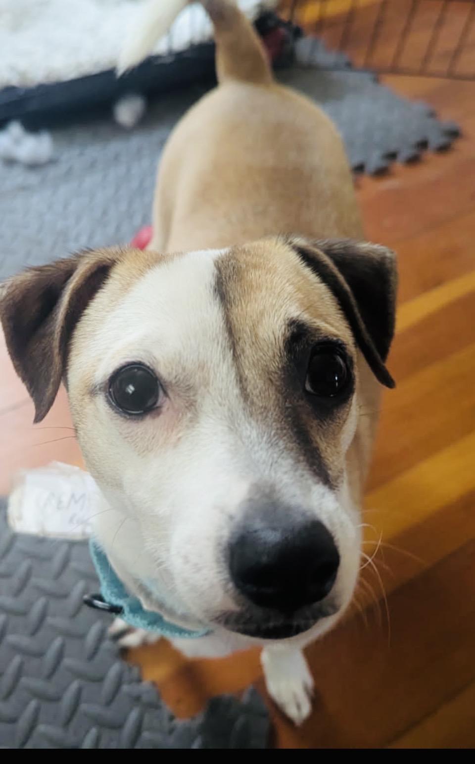 Remi, a ADOPTABLE mixed breed in Boston, MA image 2/5