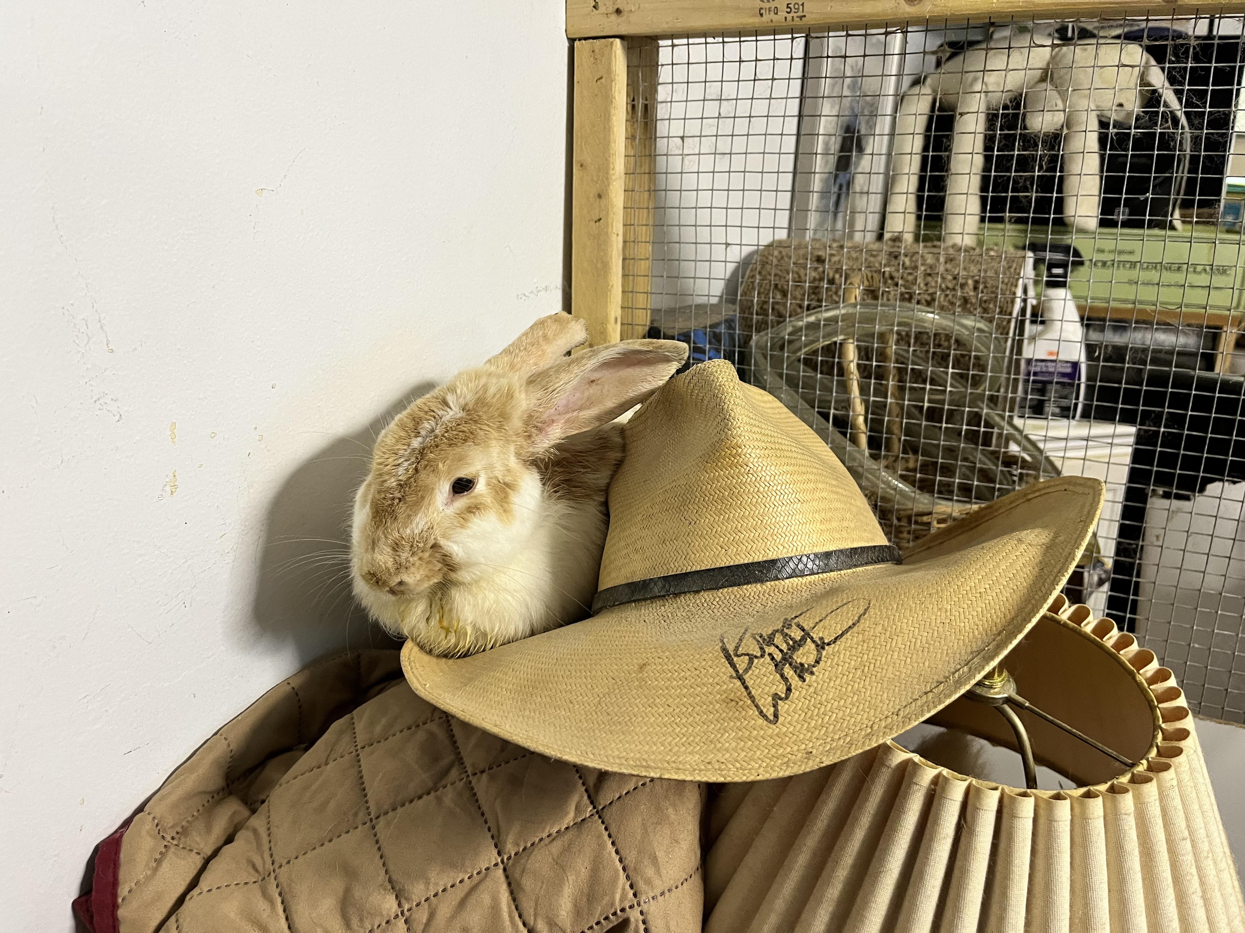 Debbie (& Wyatt), a Adoptable mixed breed in Holiday, FL image 1/6