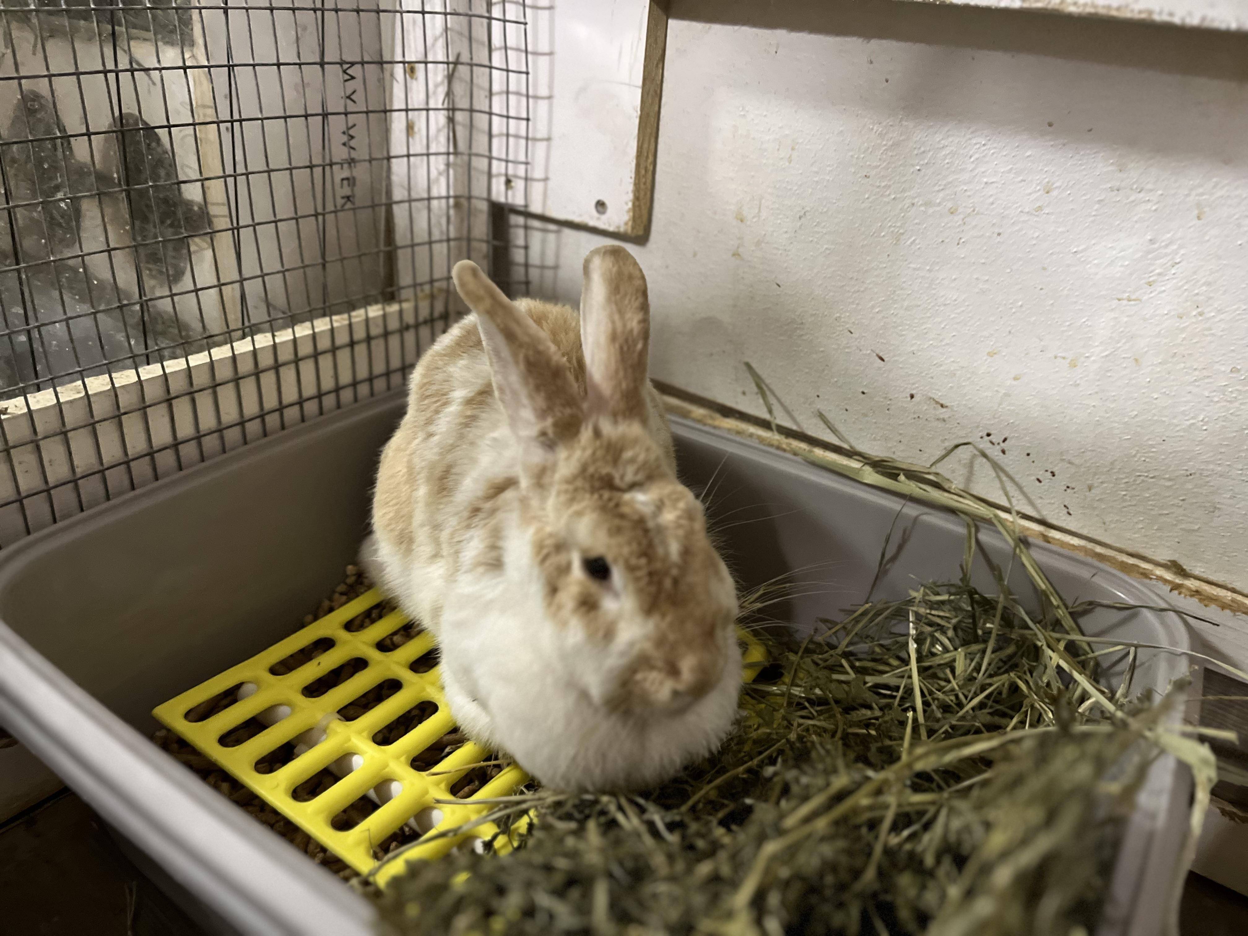 Debbie (& Wyatt), a Adoptable mixed breed in Holiday, FL image 2/6