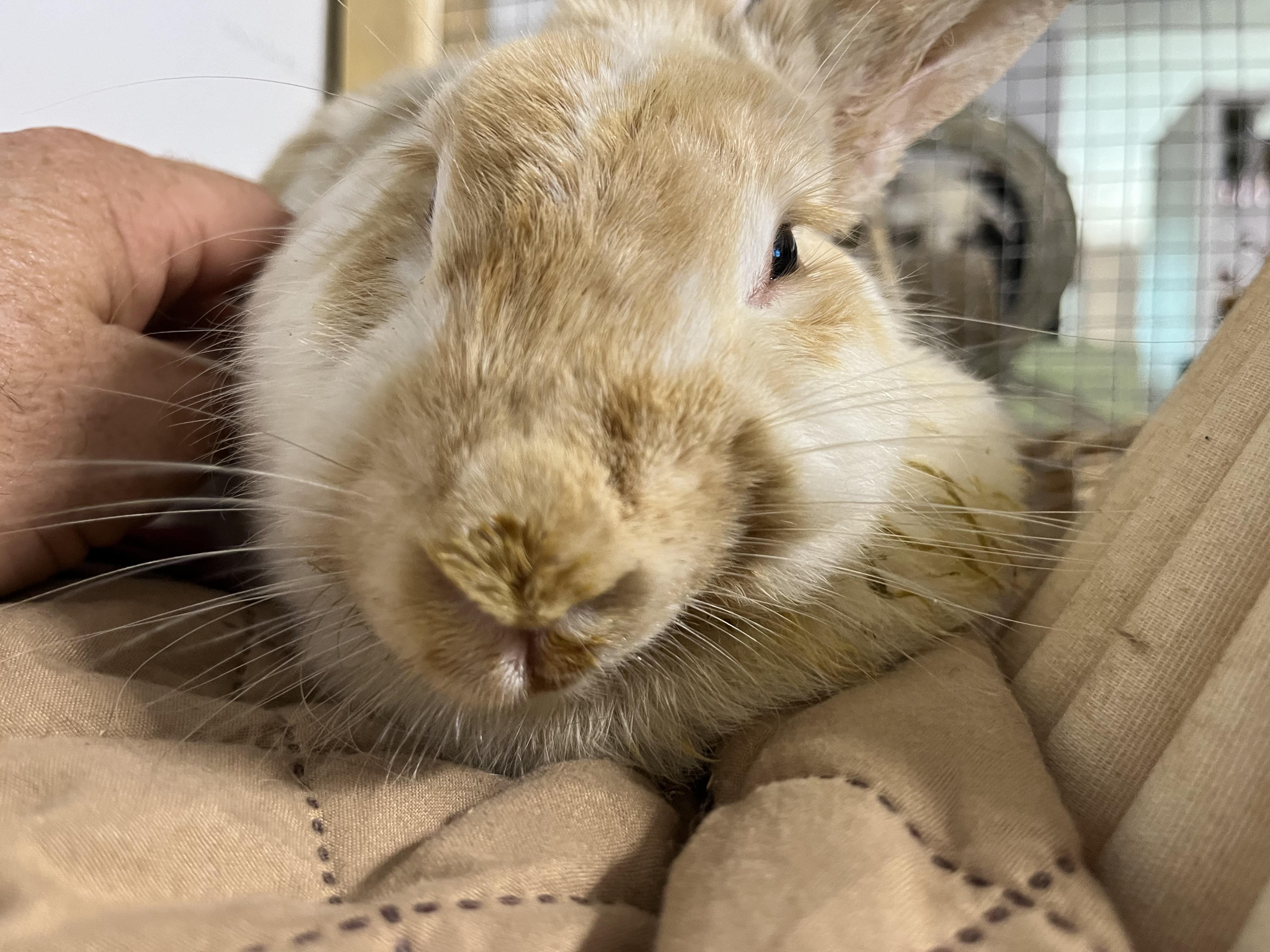 Debbie (& Wyatt), a Adoptable mixed breed in Holiday, FL image 3/6