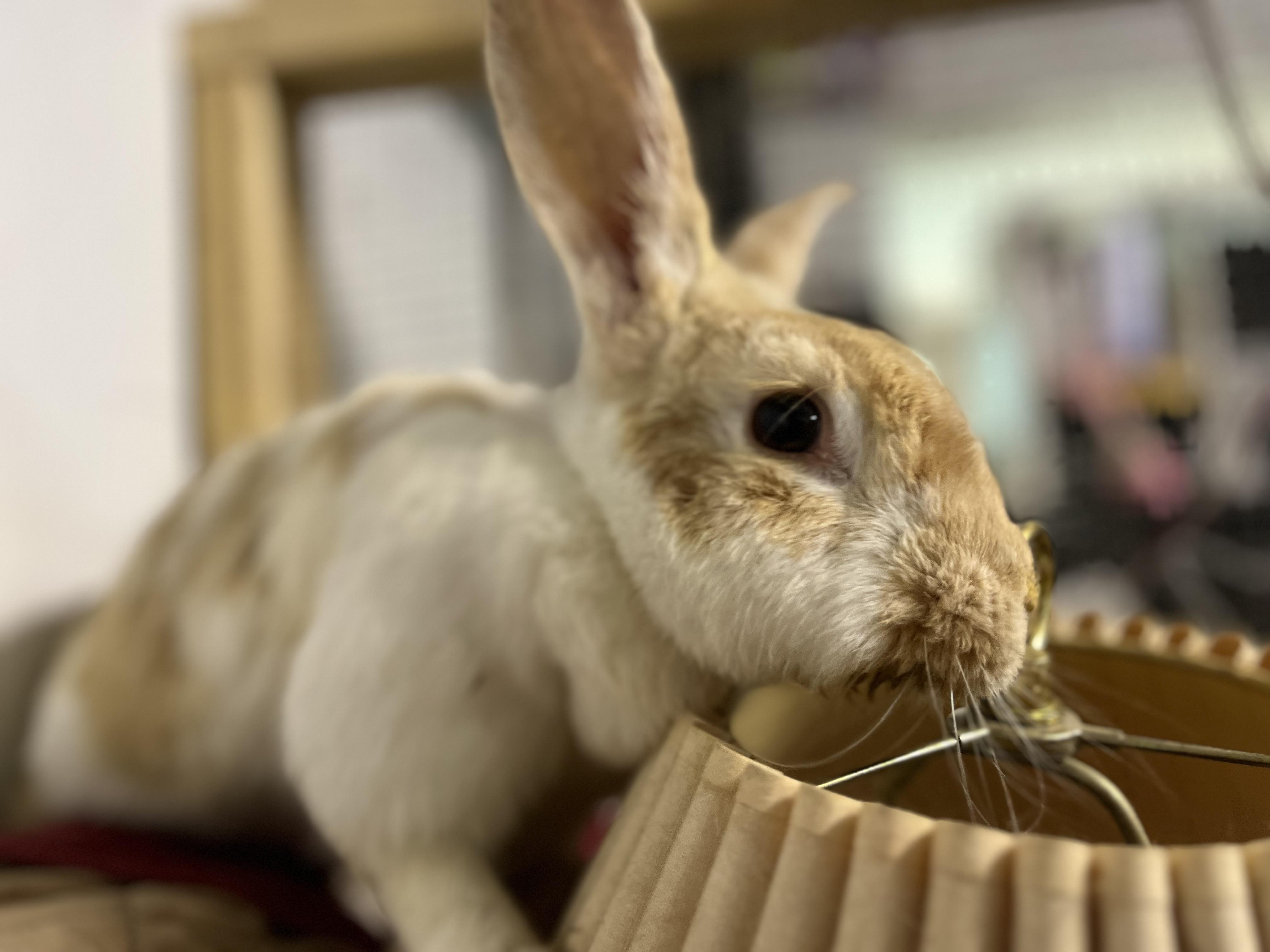 Debbie (& Wyatt), a Adoptable mixed breed in Holiday, FL image 5/6