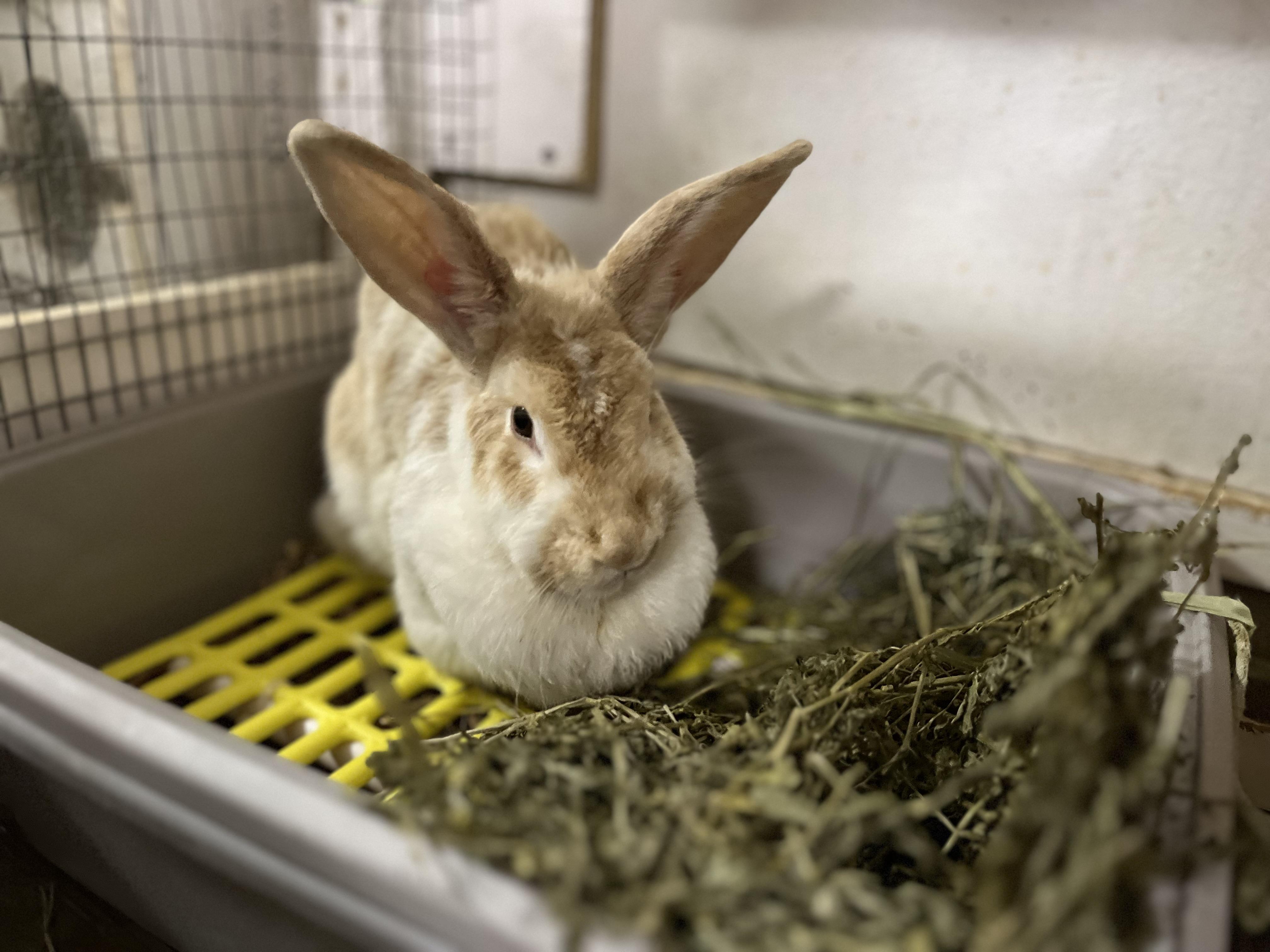 Debbie (& Wyatt), a Adoptable mixed breed in Holiday, FL image 6/6