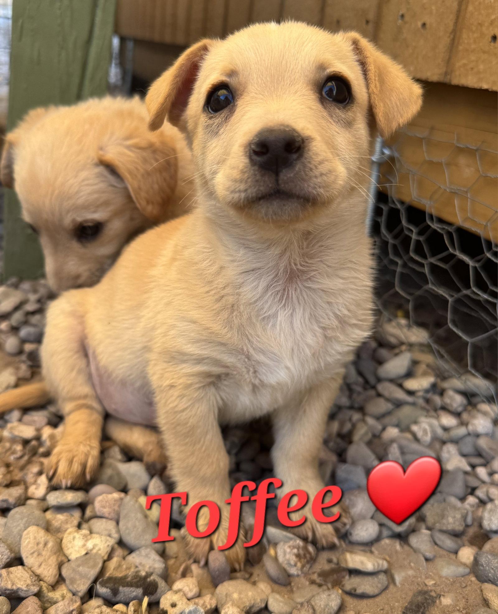 Toffee, Adoptable, Puppy Female Brittany Spaniel & Dachshund.