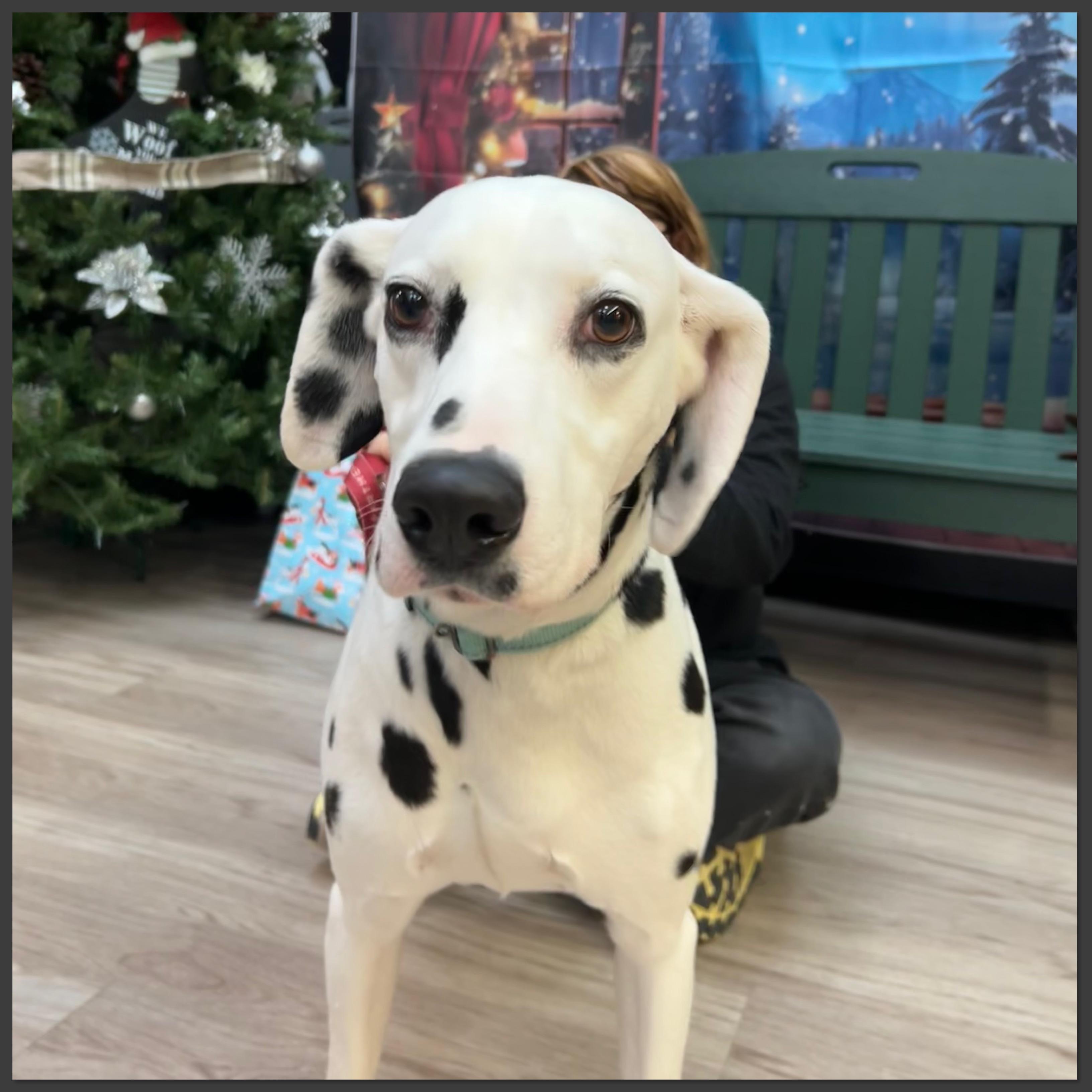 Enlarge Pongo, an adopted Dalmatian in Elyria, OH image 2/3