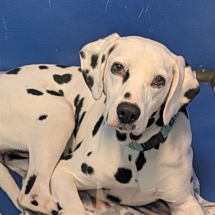 Enlarge Pongo, an adopted Dalmatian in Elyria, OH image 1/3