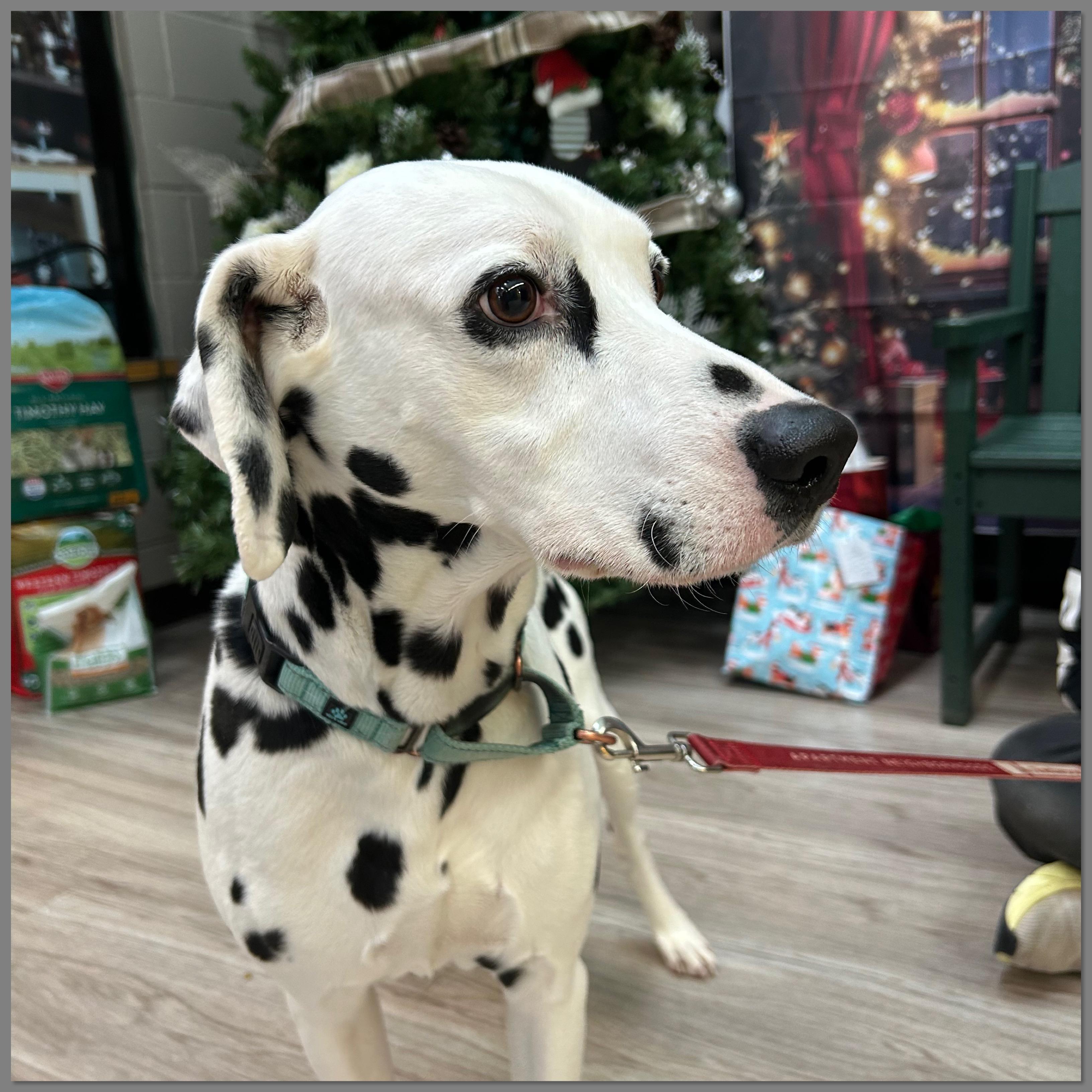 Enlarge Pongo, an adopted Dalmatian in Elyria, OH image 3/3