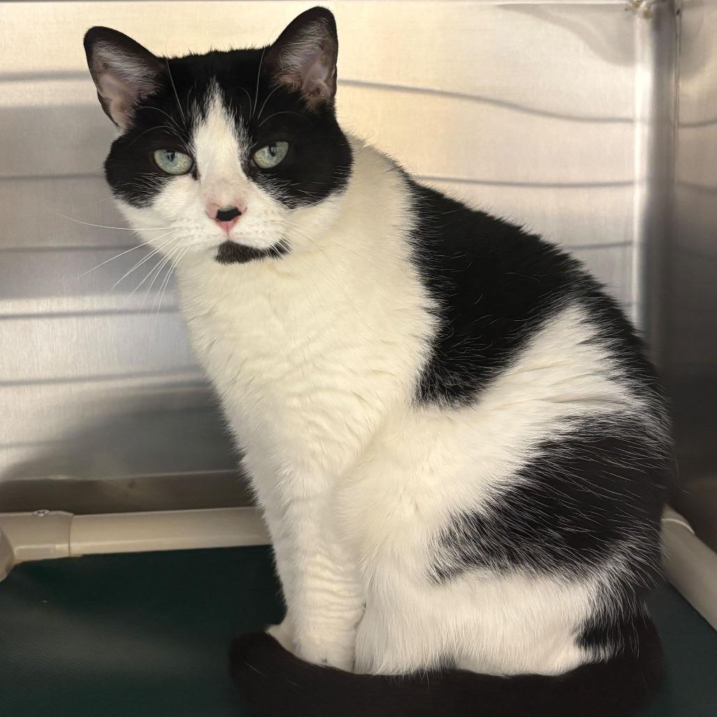 Luna, Adoptable, Adult Female Domestic Short Hair.