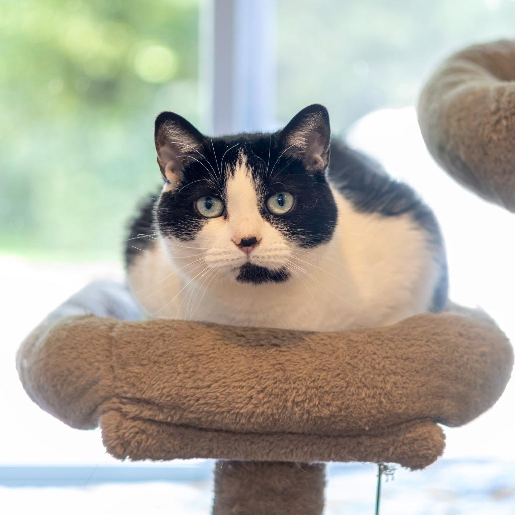 Enlarge Luna, a Adoptable Domestic Short Hair in Newark, DE image 2/6