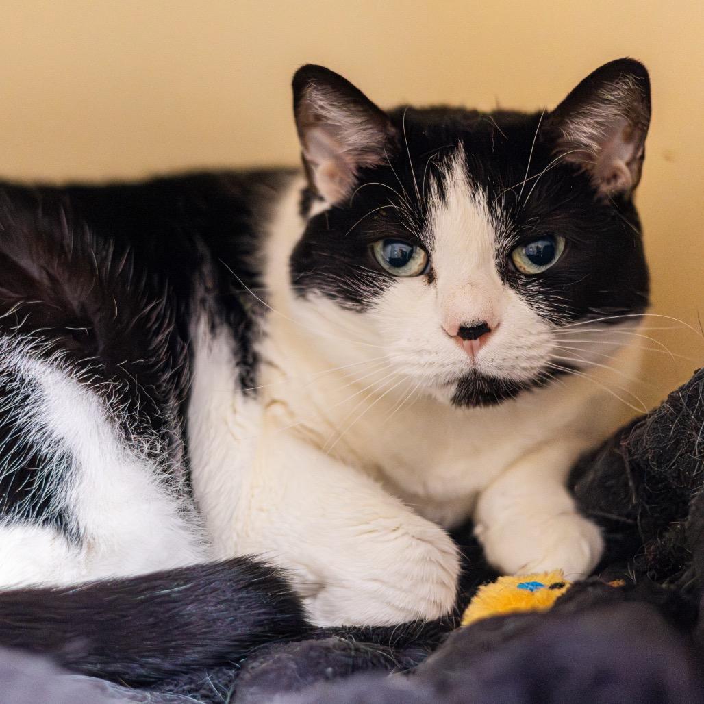 Enlarge Luna, a Adoptable Domestic Short Hair in Newark, DE image 3/6