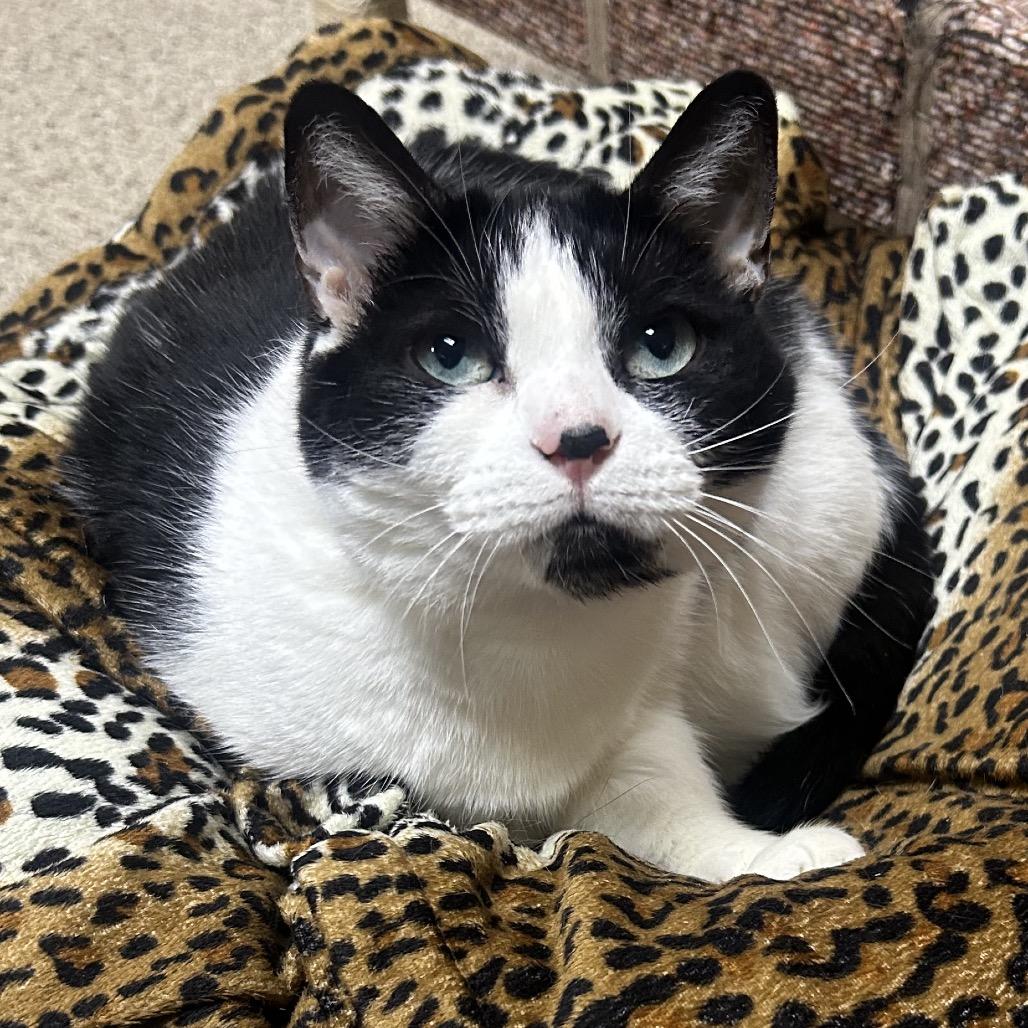 Luna, a Adoptable Domestic Short Hair in Newark, DE image 4/6