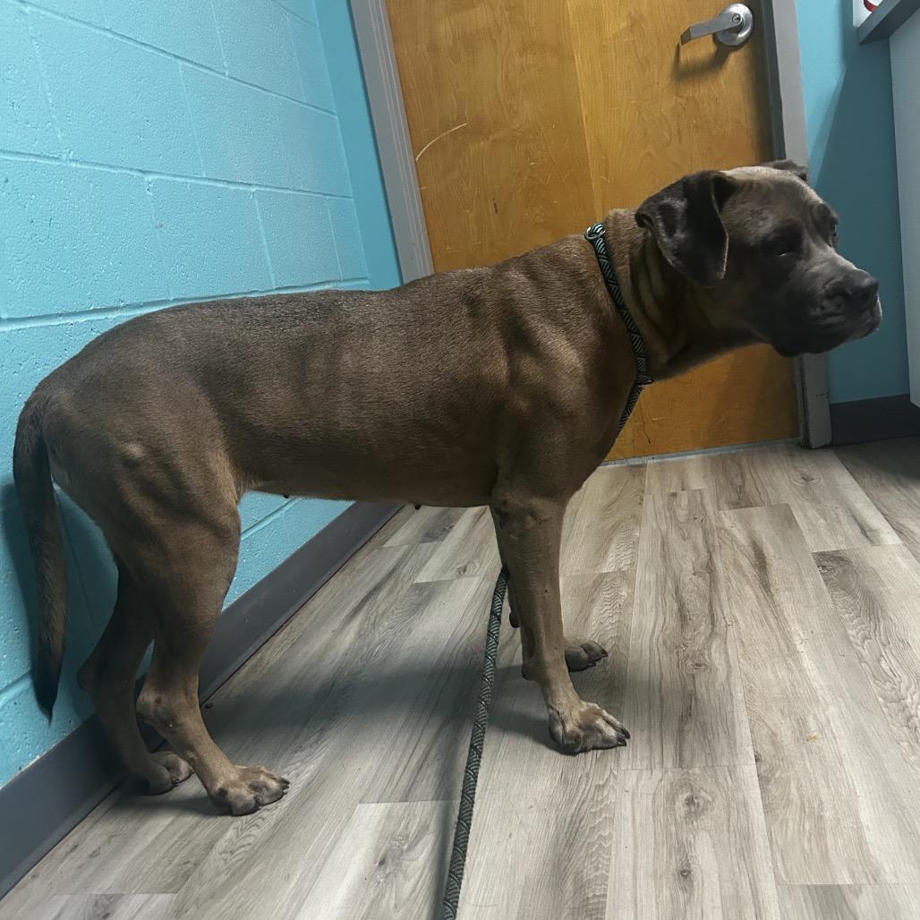 Enlarge Sweet Jolene, a Adoptable mixed breed in St. Louis, MO image 1/6