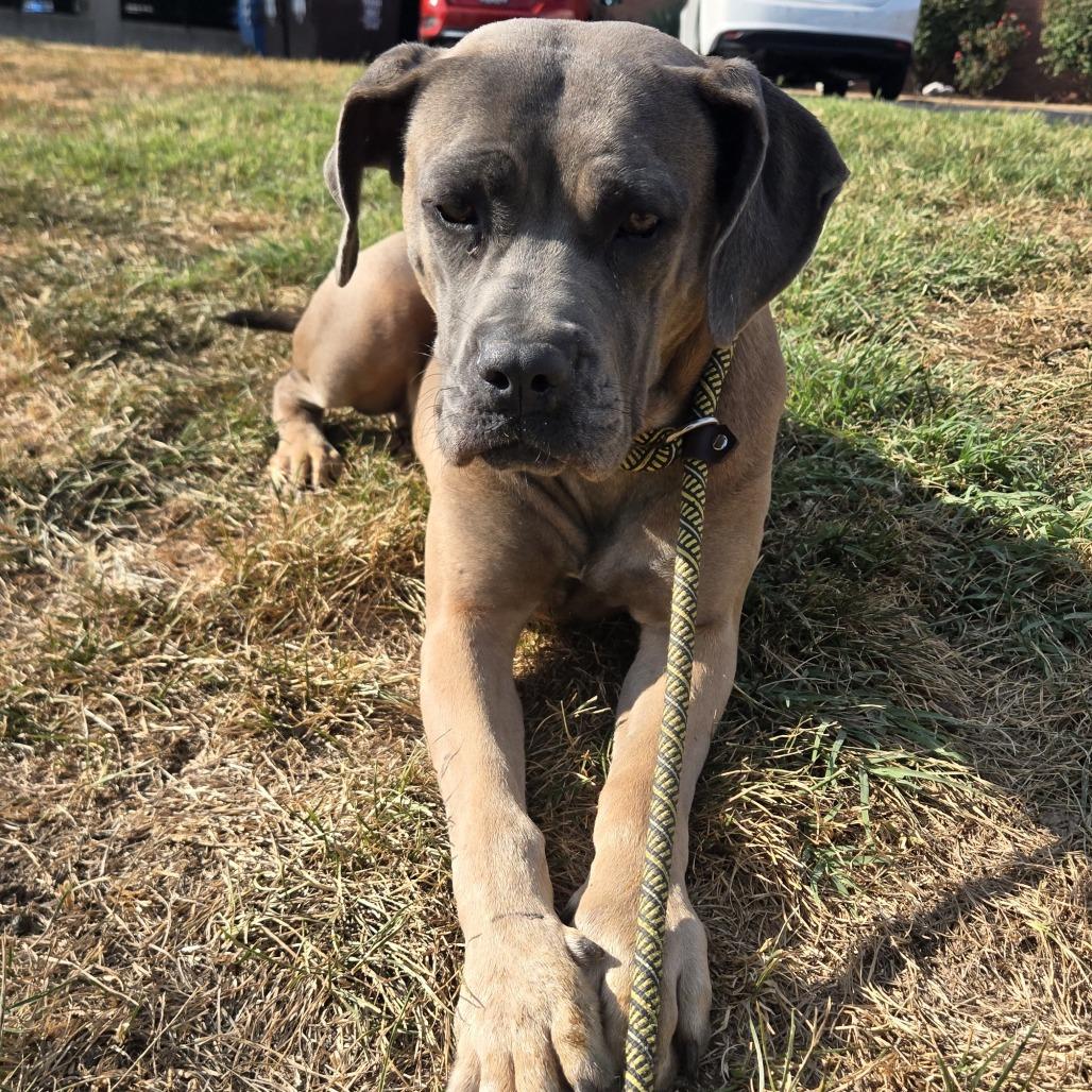 Enlarge Sweet Jolene, a Adoptable mixed breed in St. Louis, MO image 2/6