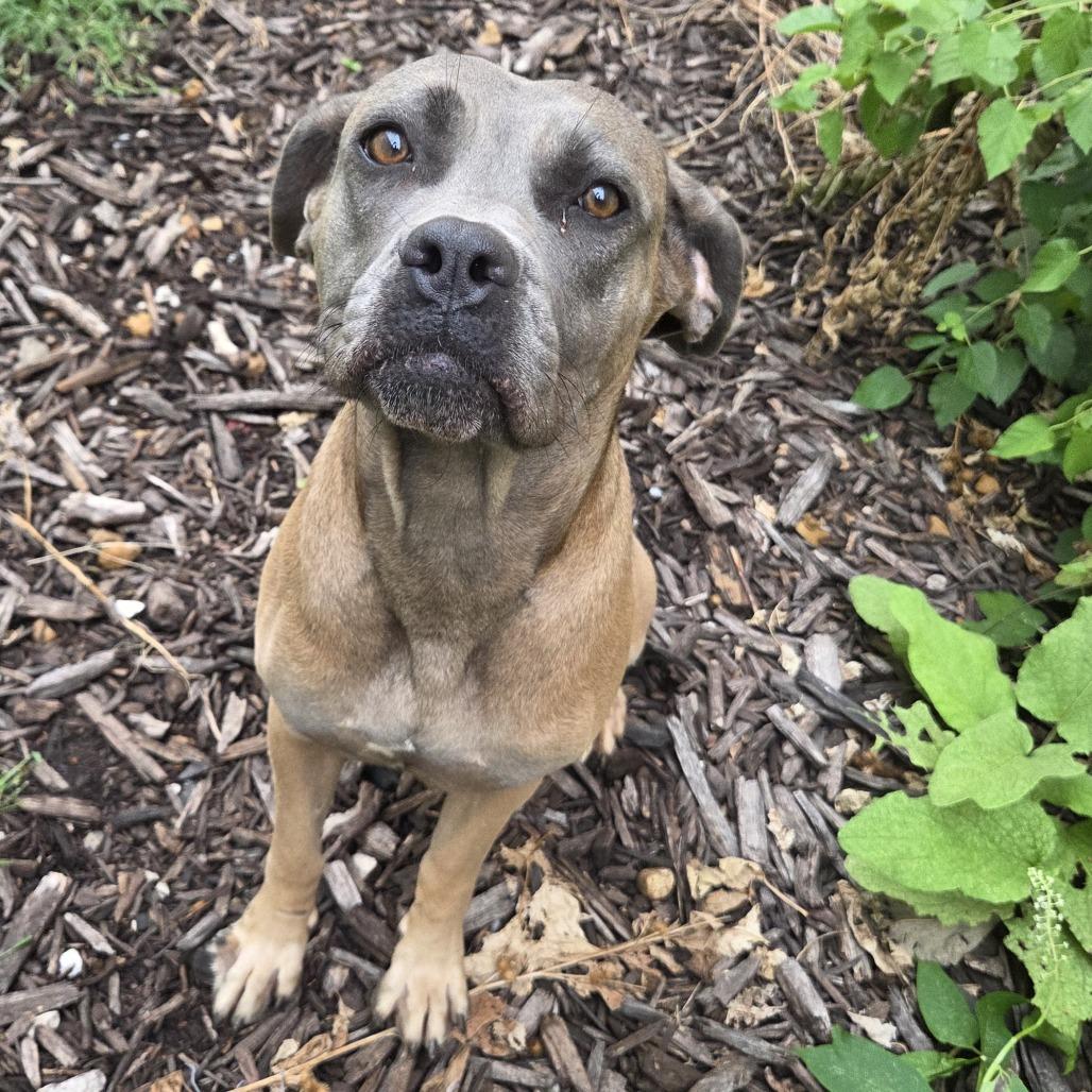 Enlarge Sweet Jolene, a Adoptable mixed breed in St. Louis, MO image 3/6