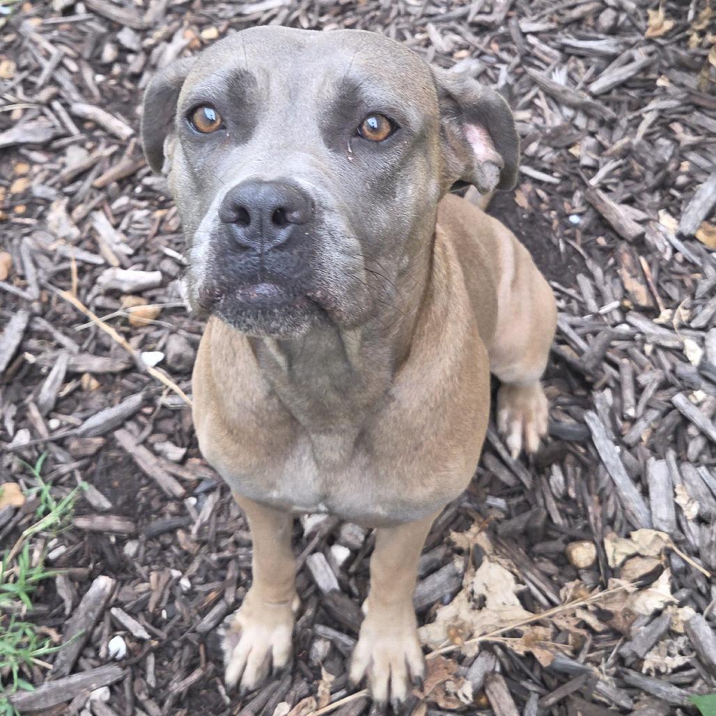 Enlarge Sweet Jolene, a Adoptable mixed breed in St. Louis, MO image 4/6