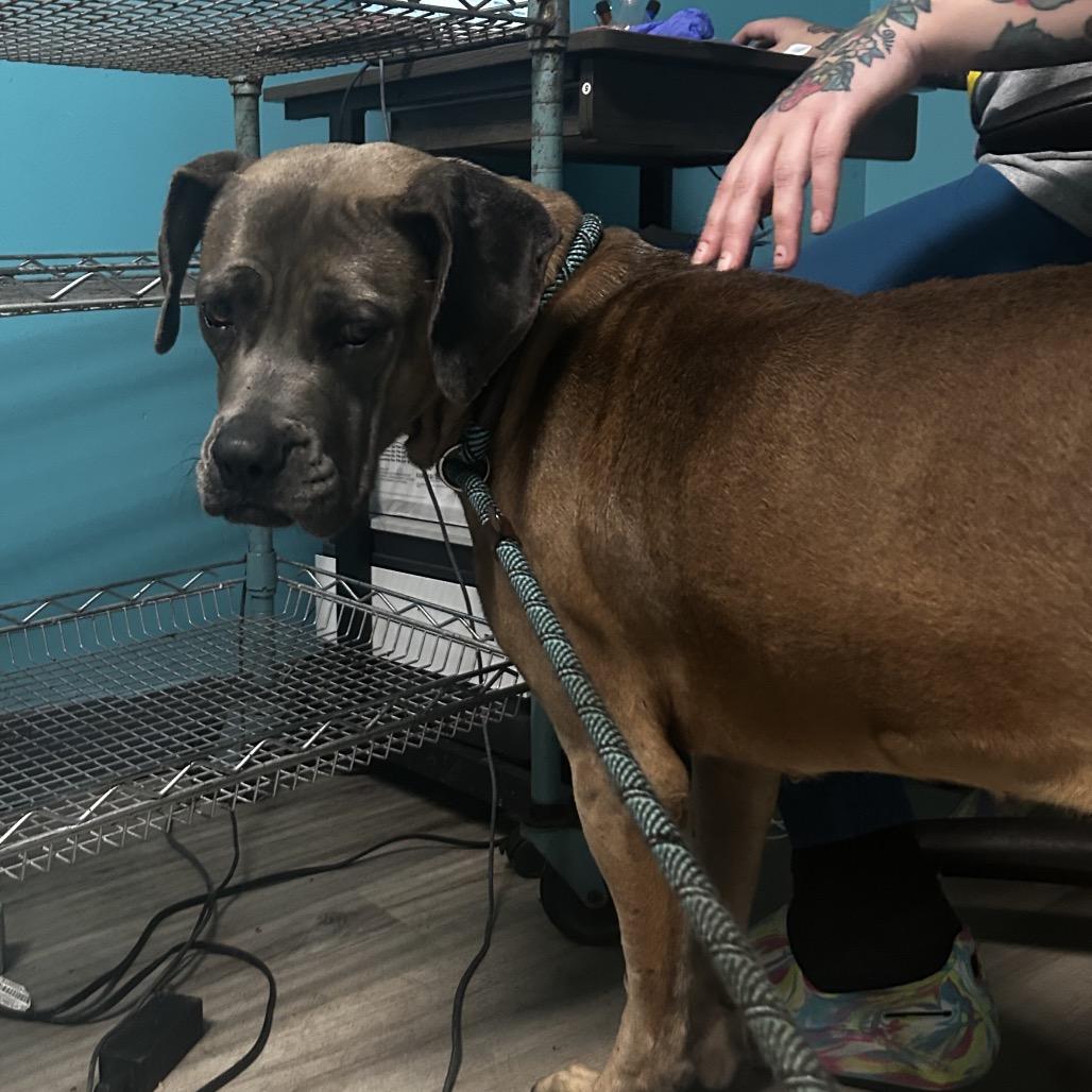 Enlarge Sweet Jolene, a Adoptable mixed breed in St. Louis, MO image 5/6