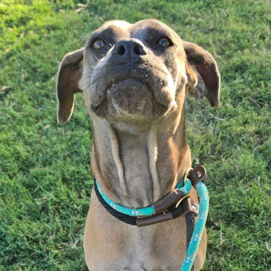 Enlarge Sweet Jolene, a Adoptable mixed breed in St. Louis, MO image 6/6