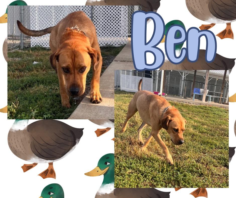 Ben, Adoptable, Adult Male Rhodesian Ridgeback.
