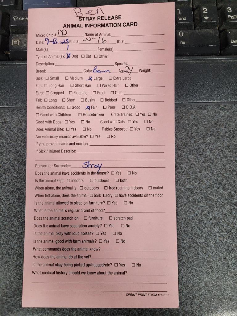 Enlarge Ben, a Adoptable mixed breed in Hopkinsville, KY image 2/6