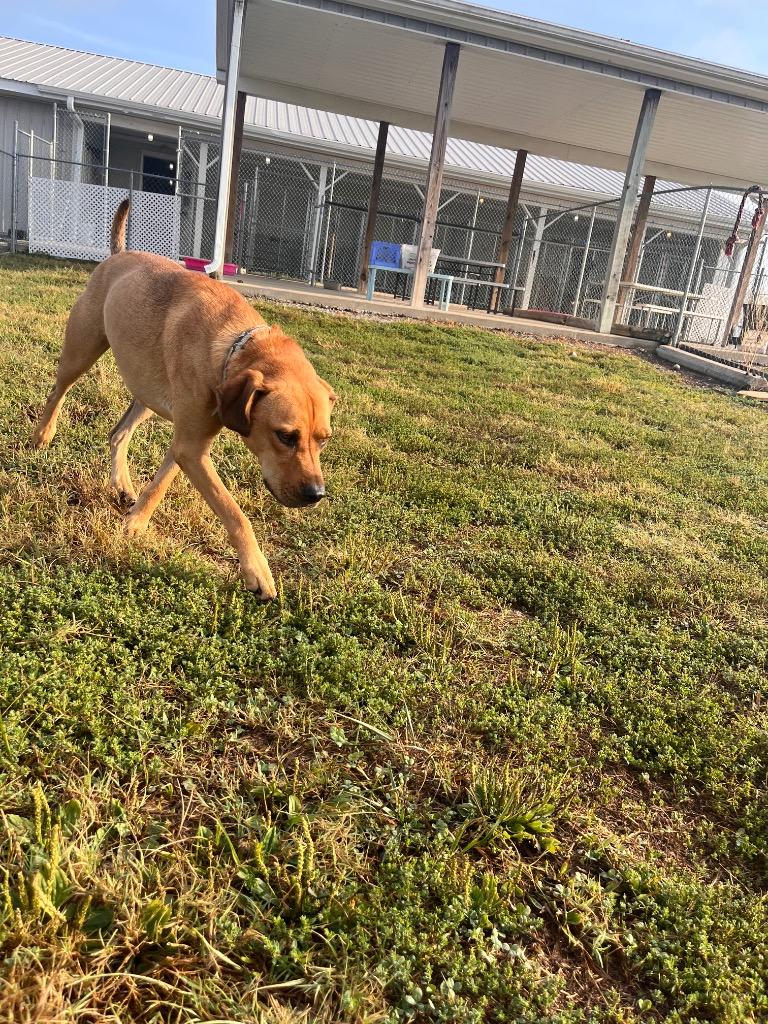 Enlarge Ben, a Adoptable mixed breed in Hopkinsville, KY image 4/6