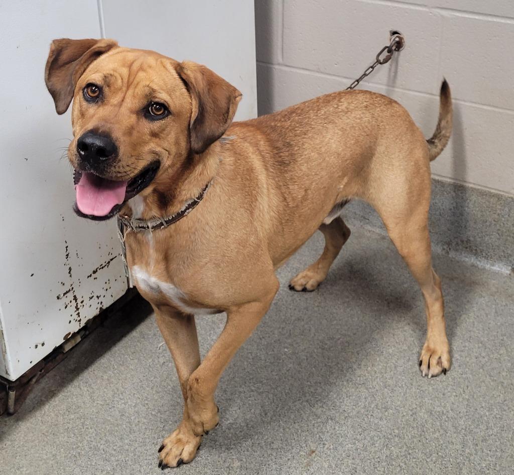 Enlarge Ben, a Adoptable mixed breed in Hopkinsville, KY image 5/6