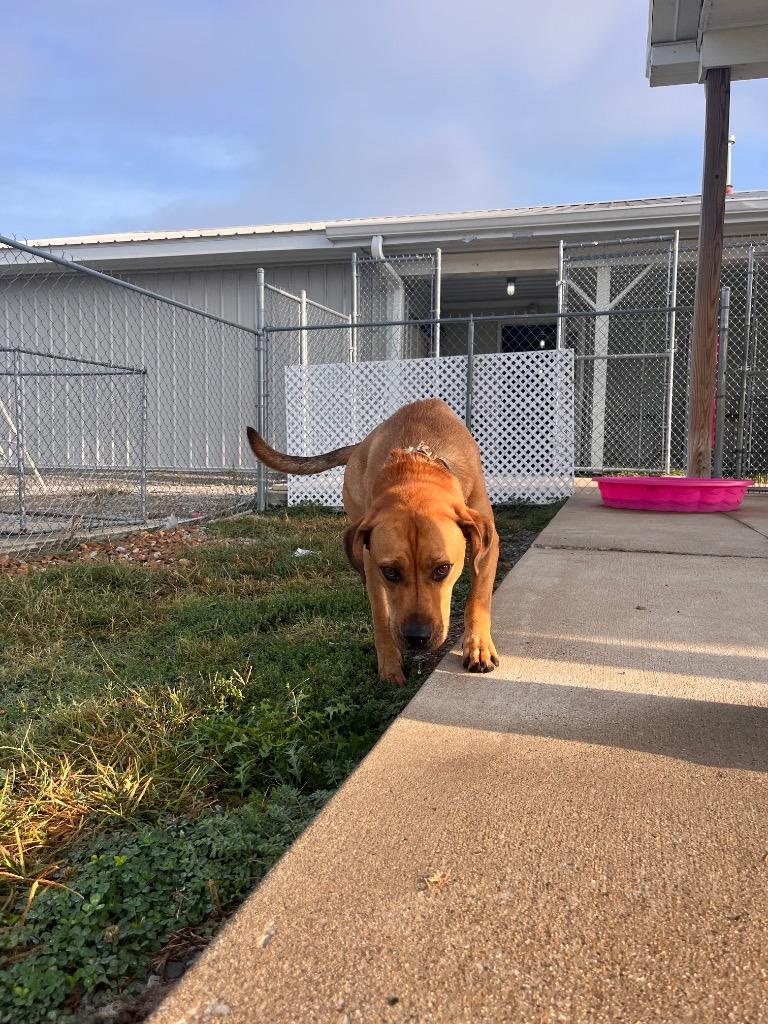 Enlarge Ben, a Adoptable mixed breed in Hopkinsville, KY image 6/6