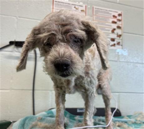 Enlarge Dolly- Blind senior hoping to be your girl, a Adoptable Shih Tzu in West Hartford, CT image 3/3