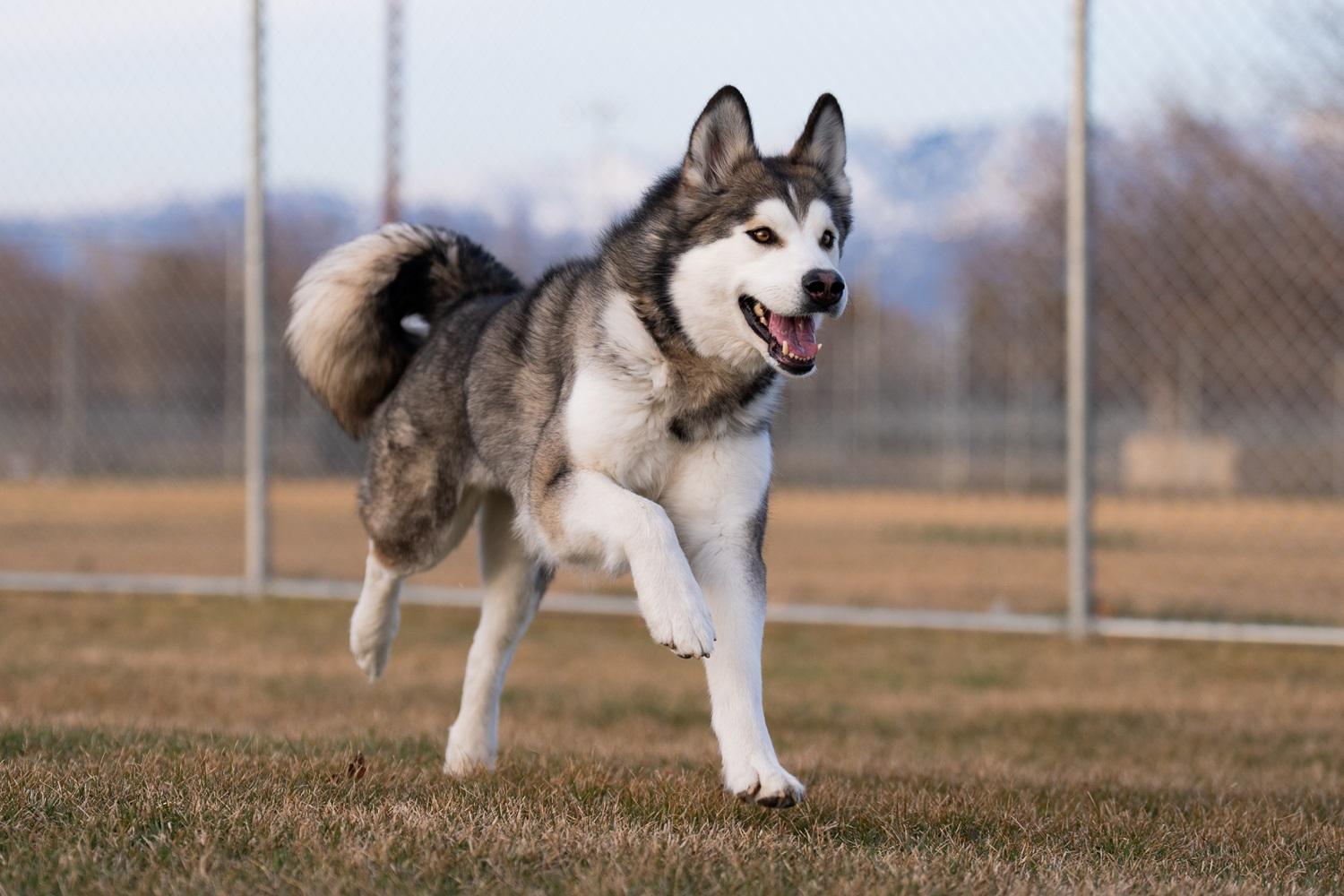 Enlarge Sugarplum, an adopted Alaskan Malamute in Boise, ID image 1/1