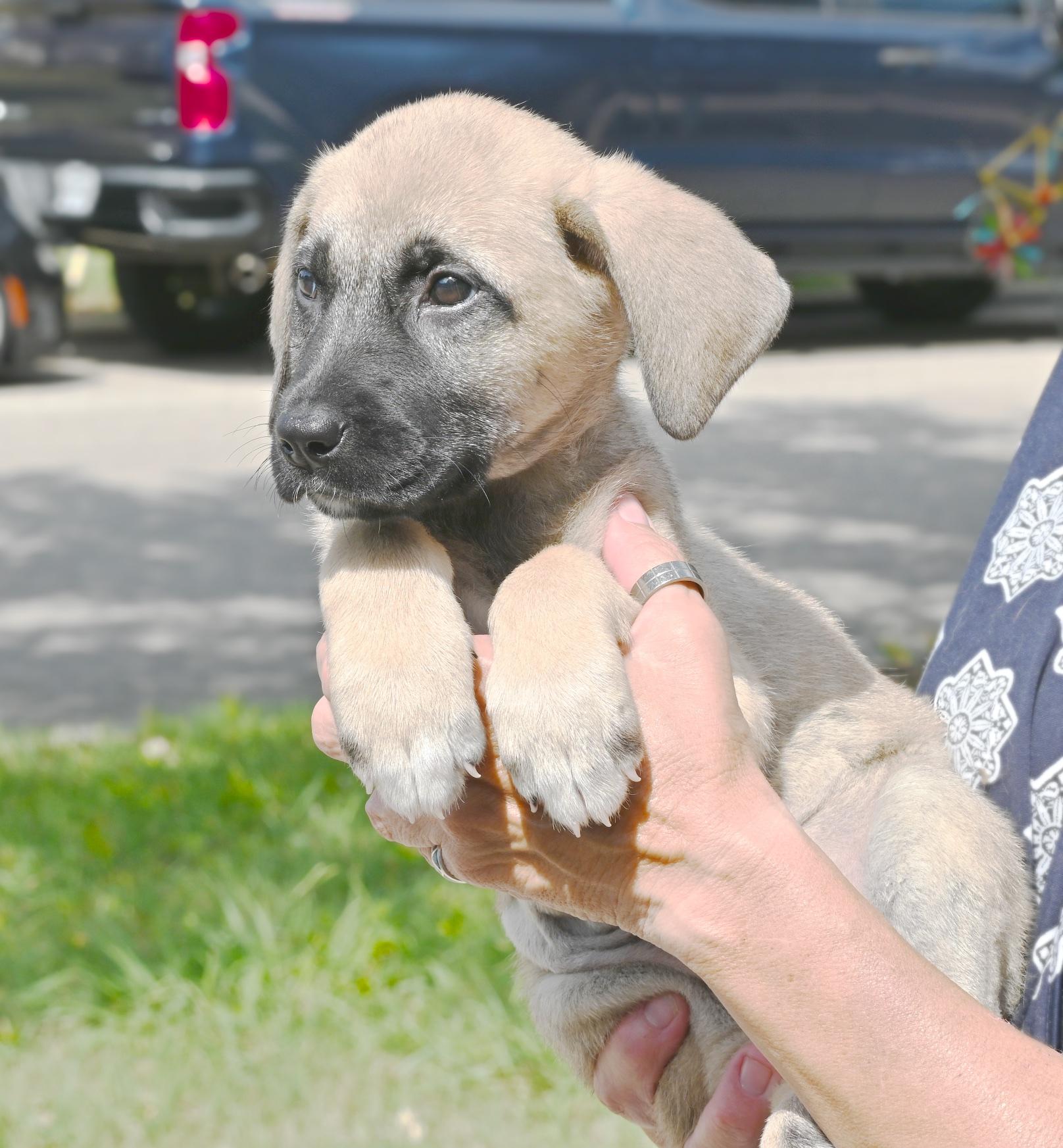 Wanda Li, a Adopted Shepherd in Georgetown, TX image 2/6