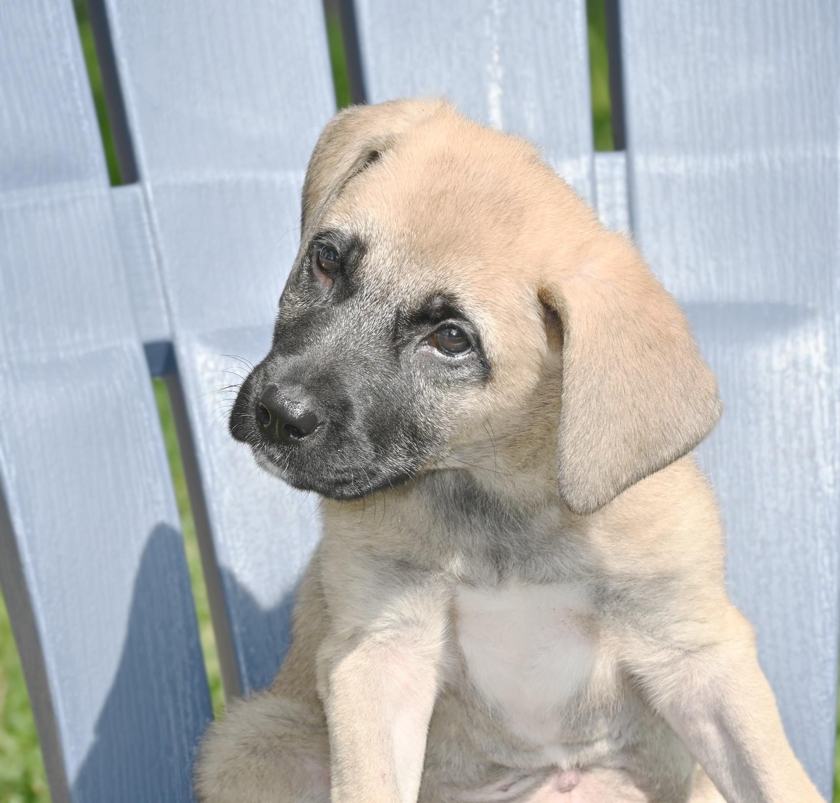 Wanda Li, a Adopted Shepherd in Georgetown, TX image 1/6