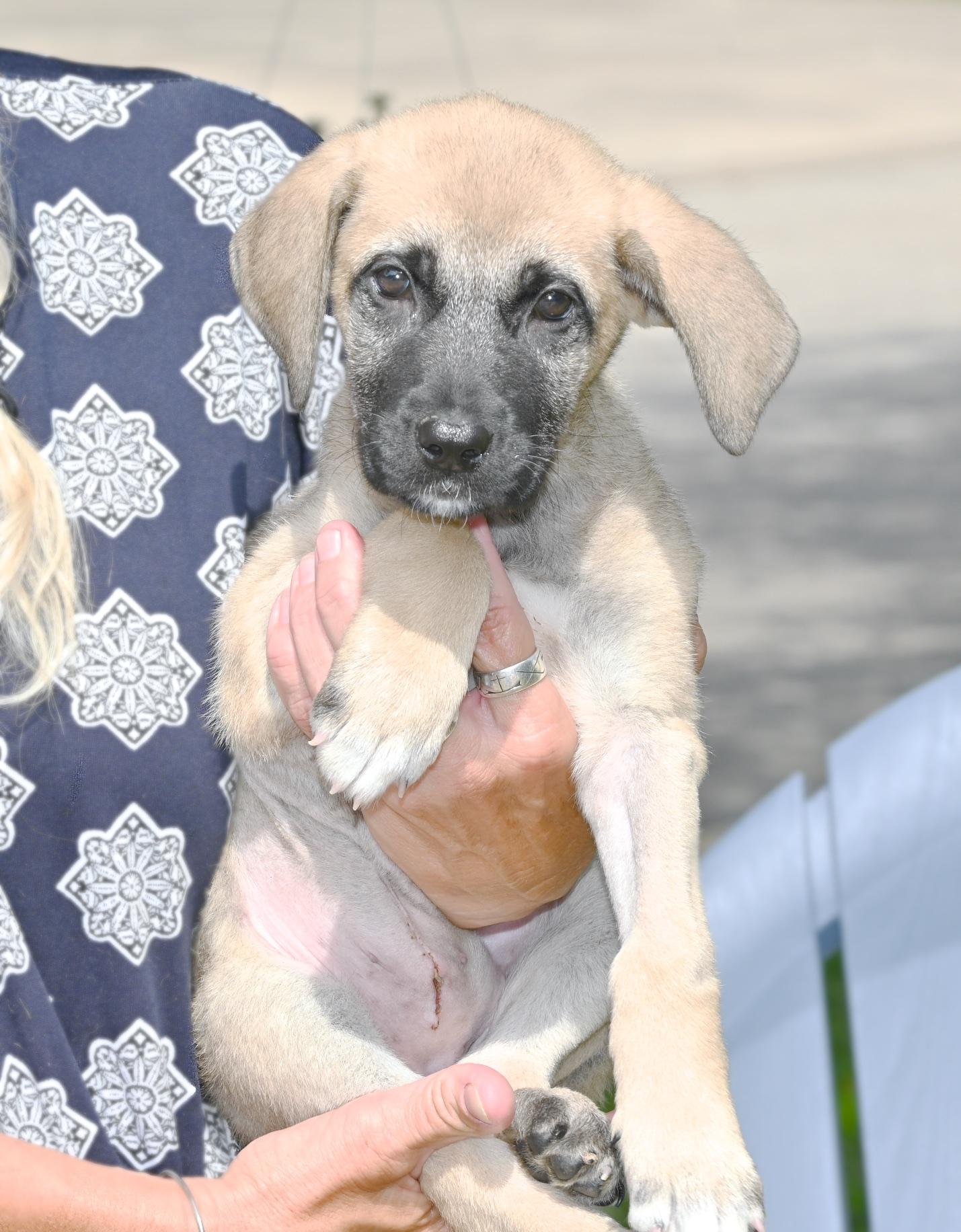 Wanda Li, a Adopted Shepherd in Georgetown, TX image 4/6
