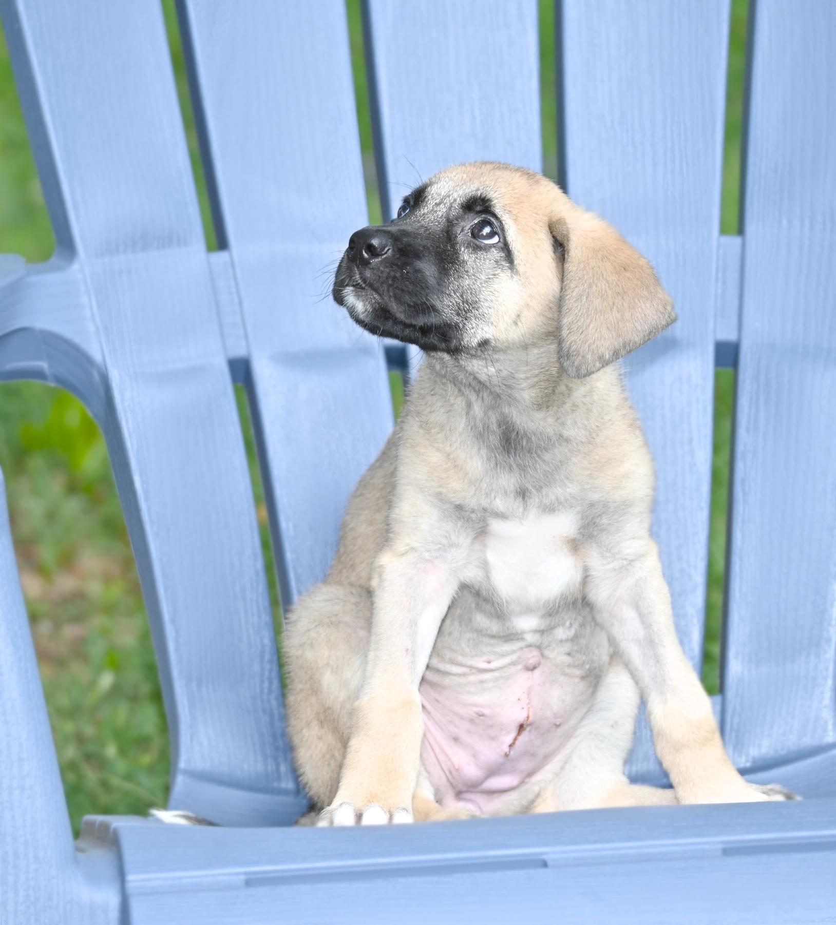 Wanda Li, a Adopted Shepherd in Georgetown, TX image 3/6