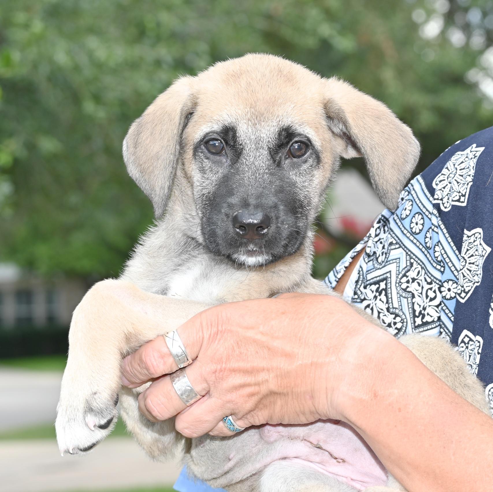 Wanda Li, a Adopted Shepherd in Georgetown, TX image 5/6