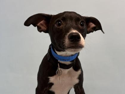 Club Sandwich, Adoptable, Puppy Male Terrier & Mixed Breed.
