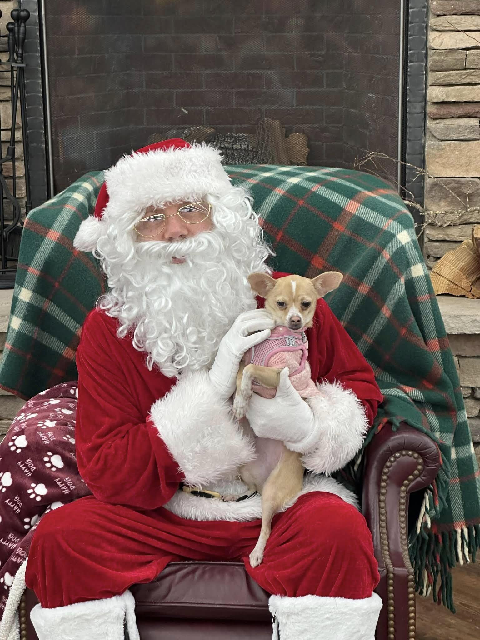 Enlarge Tia, a Adoptable mixed breed in Covington, WA image 3/6