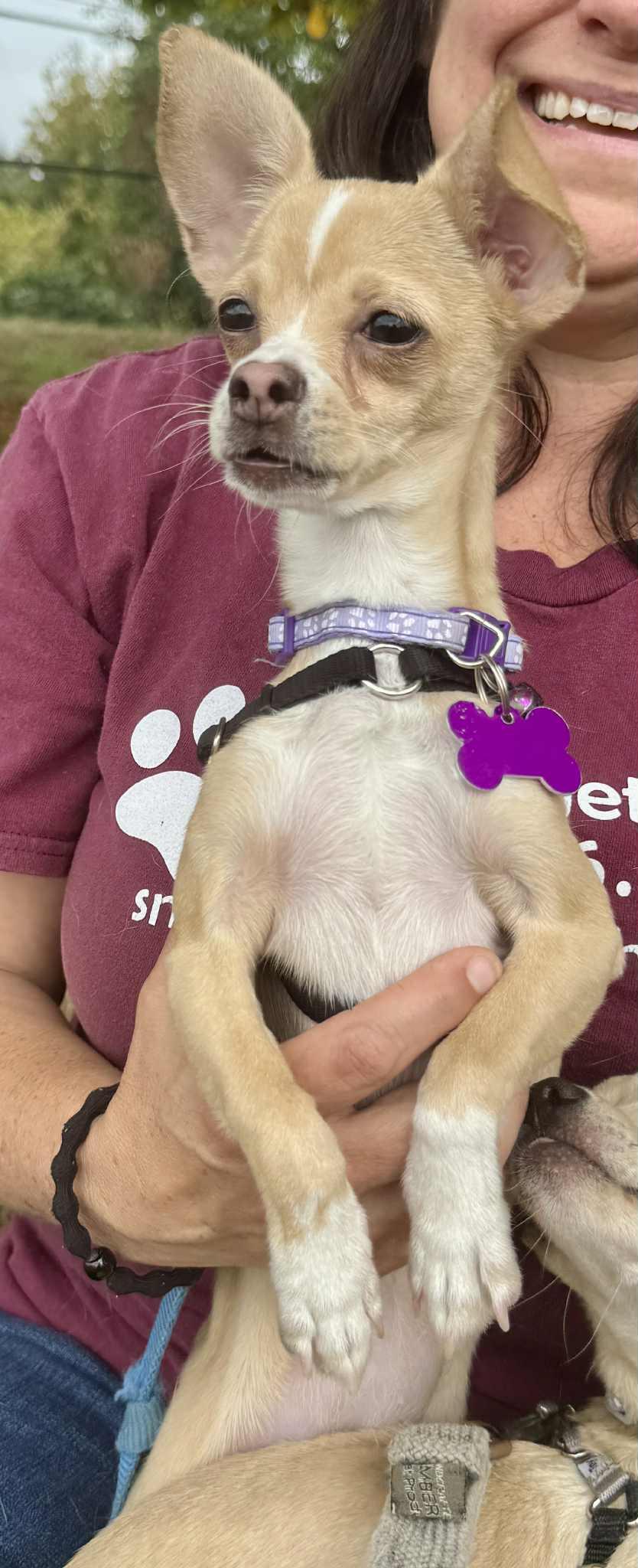 Enlarge Tia, a Adoptable mixed breed in Covington, WA image 6/6