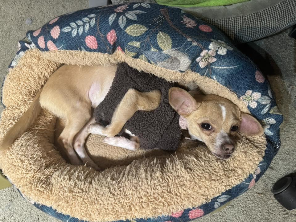 Enlarge Tia, a Adoptable mixed breed in Covington, WA image 2/6