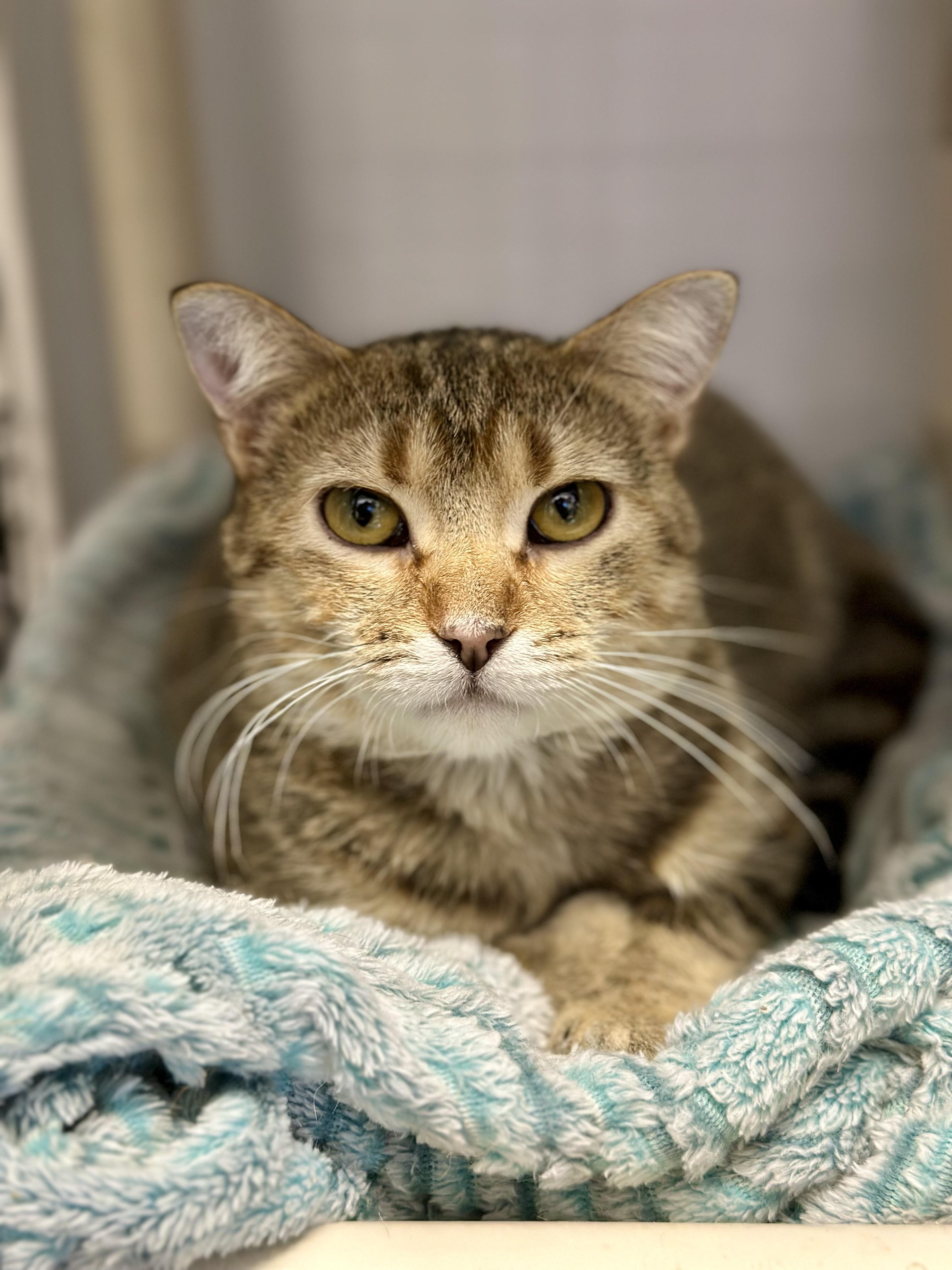 Enlarge Lucy, a ADOPTABLE Domestic Short Hair in Faribault, MN image 1/3